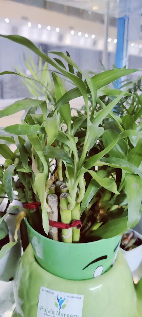 Lucky Bamboo Plant (Dracaena sanderiana) 2025 07 27 (11)