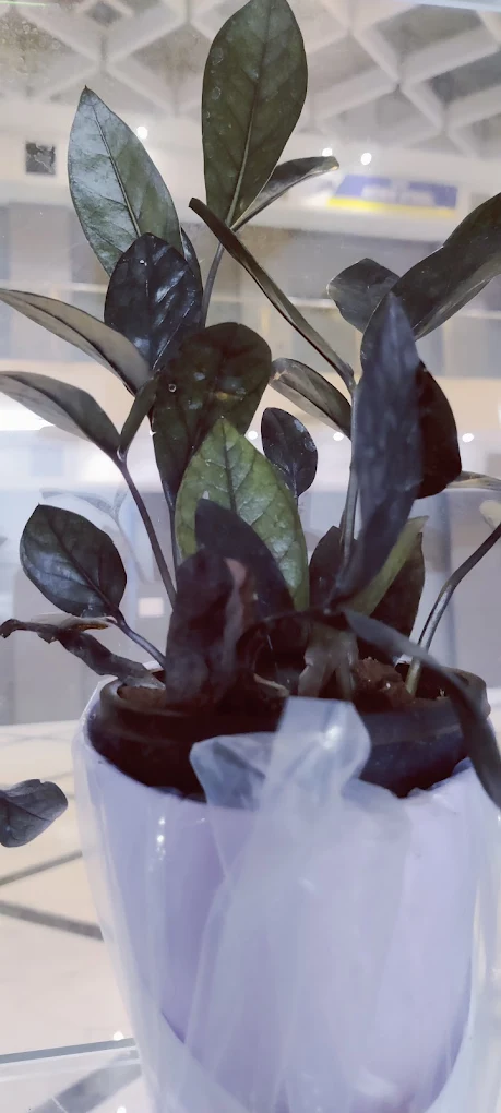 Black ZZ Plant – Zamioculcas zamiifolia ‘Raven’ 2025 07 27 (16)