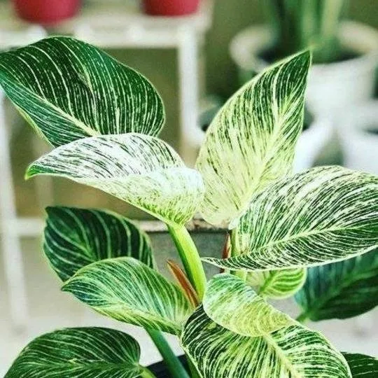 Philodendron Birkin 2025 07 27 (2)
