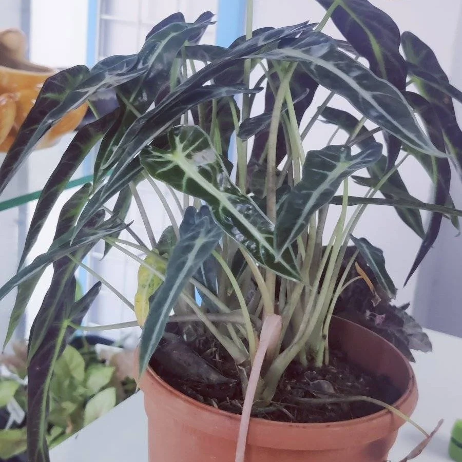 Alocasia Amazonica – African Mask Plant 2025 07 27 (3)