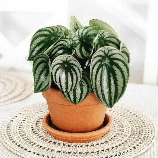 Watermelon Peperomia (Peperomia argyreia) – Indoor Plant 2025 07 27 (4)