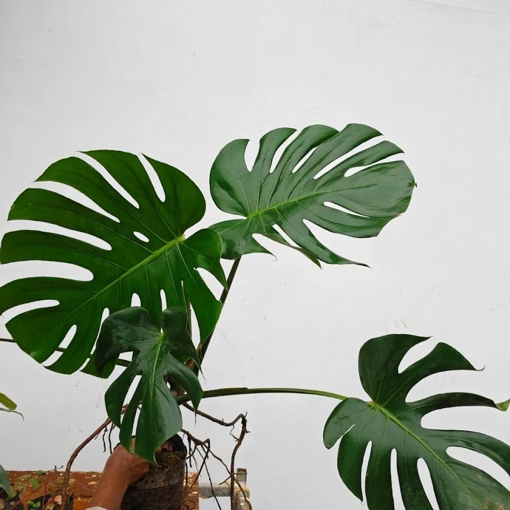 Monstera Deliciosa (Swiss Cheese Plant) 2025 07 27